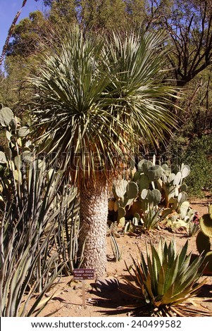 Beaked yucca (Yucca thompsoniana) century plant, Boyce Thompson Arboretum State Park, Arizona