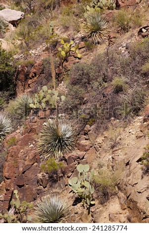 Century plant (Agave americana) on hillside,  with sabra, opuntia and other cacti,  Salt River Canyon, Arizona