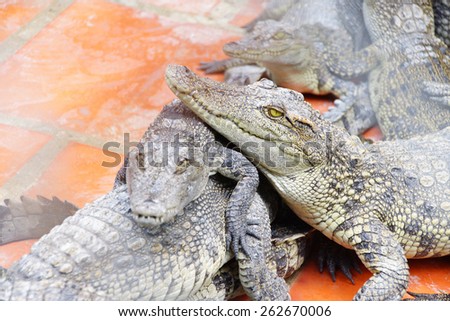 Baby crocodiles resting together Long Xuyen Crocodile Farm, Mekong Delta,  Vietnam