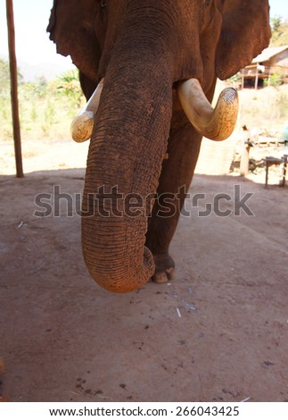 Old male elephant investigating with his trunk , Elephant conservation camp near Kalaw Myanmar (Burma)