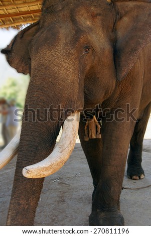 Old male elephant with large tusks, Pine Breeze  Elephant conservation camp near Kalaw Myanmar (Burma)