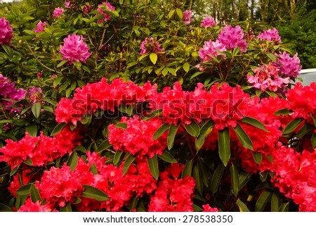 Bright red rhododendron flowers, spring on the  Oregon Coast