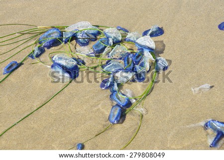 Blue jellyfish ( Velella velella ) stranded on beach,  Otter Crest, Oregon Coast