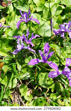 Blue iris blooms on coastal hillsides,  Cape Perpetua,  Oregon Coast