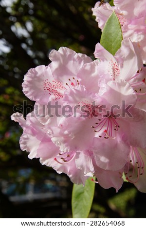 Bright pink and white rhododendron flowers, spring on the  Oregon Coast