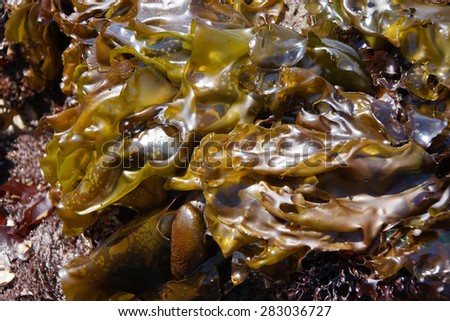 Abstract, kelp leaves in tidepool at low  tide Oregon Coast