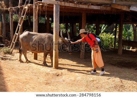KYAUKME, MYANMAR - FEB 22, 2015 - Young guide approaches a water buffalo in a traditional Shan village near Kyaukme Myanmar (Burma)