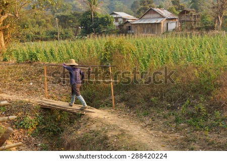 Local village women return home in the evening after working in their fields,  Hsipaw,  Myanmar (Burma)