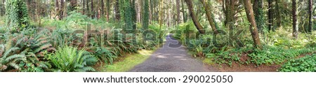 Ferns along a coastal forest trail, Otter Crest, Oregon Coast