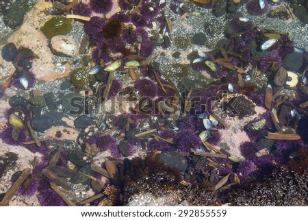 Purple sea urchins in tidepool, ( Strongylocentrotus purpuratus ),  Cobble Beach, Yaquina Head,  Oregon Coast