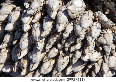Gooseneck barnacles  ( Pollicipes polymerus )  Cobble Beach, Yaquina Head,  Oregon Coast