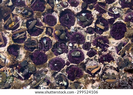 Purple sea urchins colonize naturally formed holes in tidepool rocks,  ( Strongylocentrotus purpuratus ),  Cobble Beach, Yaquina Head,  Oregon Coast