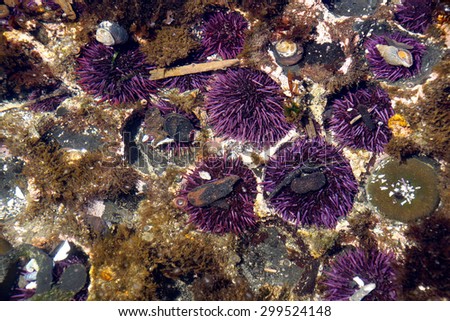 Purple sea urchins colonize naturally formed holes in tidepool rocks,  ( Strongylocentrotus purpuratus ),  Cobble Beach, Yaquina Head,  Oregon Coast