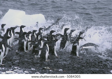 Adelie penguins, jumping into the ocean,	[Pygoscelis adeliae]	Brown Bluff,	Antarctica
