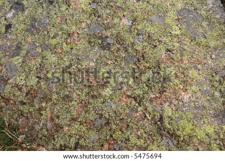 Lichen & moss on pink granite,		Cadillac Mountain,	Mount Desert Island, Acadia National park, Maine, New England
