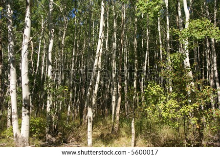 White birch grouping in New England forest, autumn,			Mount Desert Island, Acadia National park, Maine, New England