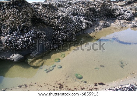 Tide pool: sea anemones and kelp,		Newport, 	Oregon coast