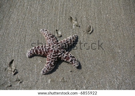 Purple - brown  starfish [sea star] on sandy beach at low tide, 		Oregon coast
