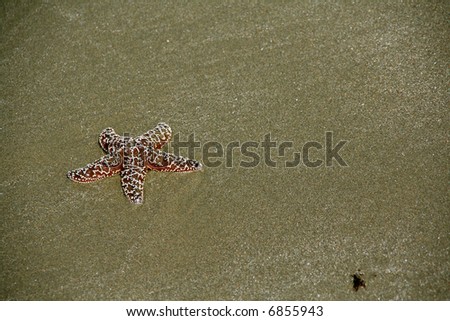 Starfish [sea star] on sandy beach at low tide,  		Oregon coast