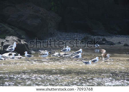Western gulls bathing in fresh water creek,	[Larus occidentalis]	Heceta Head Bay,	Oregon coast