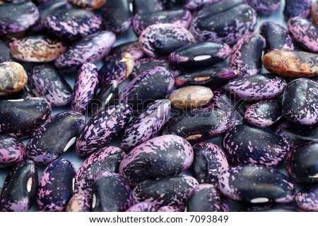 Detail, scarlet runner beans, dried,			Seattle, Pacific Northwest