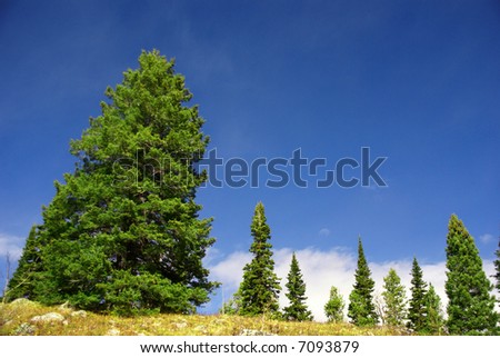 Isolated conifer against blue sky,	below Bradley Lake	Grand Teton National Park,	Wyoming