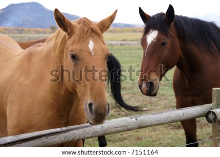 Pair of brown horses,		Grand Teton National Park,	Wyoming