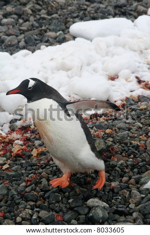 Gentoo penguin, on rocky beach, light snow storm,	[Pygoscelis papua]	Cuverville Island,	Antarctica