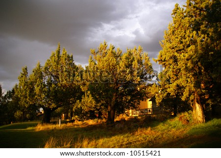 Juniper trees before thunderstorm,		high desert, 	Central Oregon