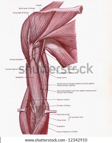 Dissection of muscles on the front of the upper arm,	from an early 20th century anatomy textbook, out of copyright