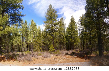 Panorama, ponderosa pines and blue sky,		Deschutes River trail,	Central Oregon