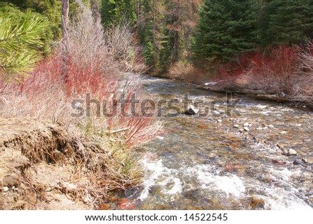 Wild landscape, Red osier dogwood and whitewater river,		Deschutes River trail,	Central Oregon