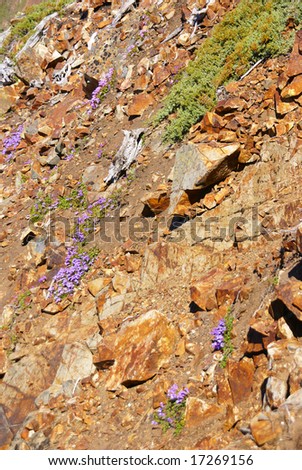 Mountain wildflowers - penstemon on dry, rocky slopes,		Snoqualmie Pass,	North Cascades, Washington