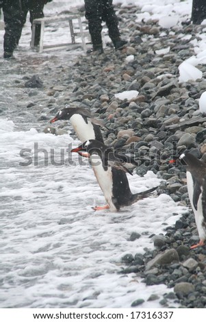 Gentoo penguin, diving into Southern Ocean, light snow storm,	[Pygoscelis papua]	Cuverville Island,	Antarctica