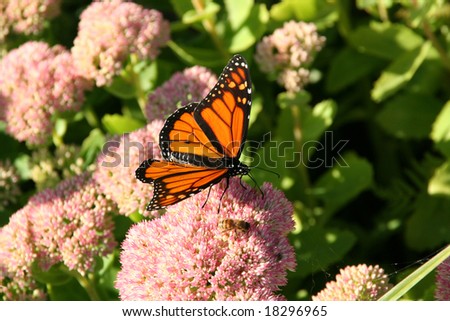 Monarch butterfly	Mount Desert Island, Acadia National Park,	Seawall,	Maine