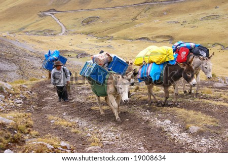 CORDILLERA HUYAHUASH, PERU AUG 2008 - Mule train, carrying loads in high mountains of 	Cordillera Huayhuash,	Andes, 	Peru, South America