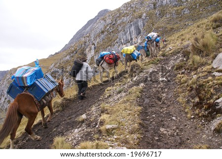 Mule train, carrying loads in high mountains of 	Cordillera Huayhuash,	Andes, 	Peru, South America