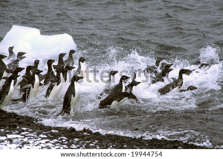 Adelie Penguins Jumping Into The Ocean Pygoscelis Adeliae Brown