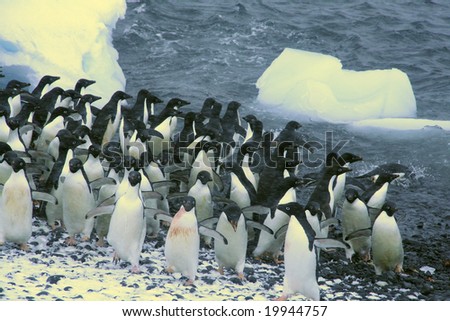 Confusion - startled penguins can\'t decide whether to jump in or run away,	[Pygoscelis adeliae]	Brown Bluff,	Antarctica
