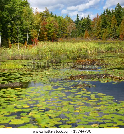 New England marsh & lily pond,		Long Pond,	Mount Desert Island, Acadia National park, Maine, New England