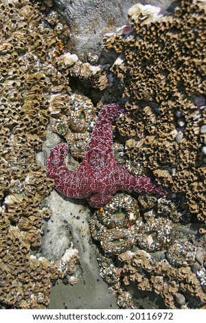 Purple starfish [sea star] with anemones and barnacles,			Oregon coast