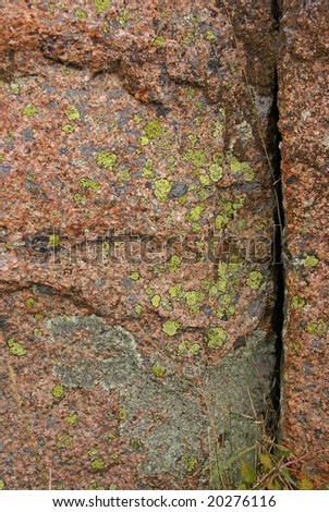 Lichen & moss on pink granite,		Cadillac Mountain,	Mount Desert Island, Acadia National park, Maine, New England