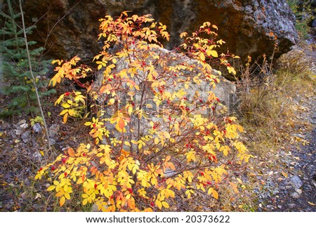 Red berries on yellow bush, autumn detail, 	Sundance Canyon,	 Canadian Rockies, Banff,	Alberta, Canada