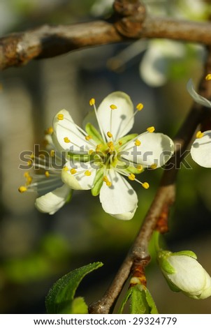 Spring blossoms, plum tree flower detail, backlit,    Seattle, Pacific Northwest