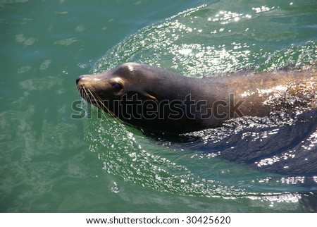 California Sea Lion, swimming in harbor,  [Zalophus californianus],  Newport, Oregon Coast