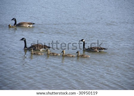 Canada geese and young goslings,  wetlans preserve,  Forest Grove,  Oregon
