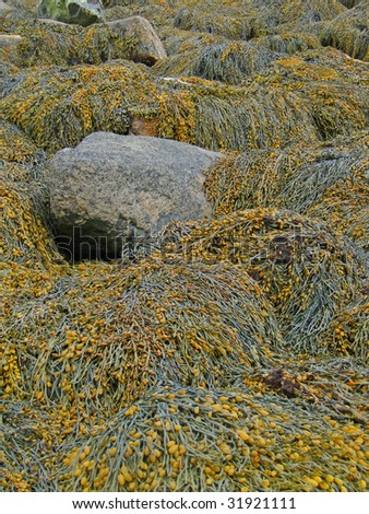 Seaweed and kelp on beach rocks, Mount Desert Island, Acadia National Park, Seawall Maine