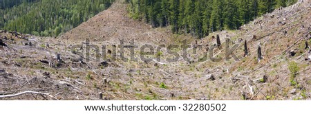 Clear cut logging slope,  in Cascades east of Newport,  Oregon Coast