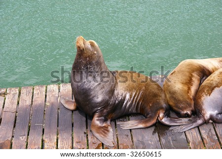 California Sea Lion, barking with open mouth,  [Zalophus californianus],  Newport, Oregon Coast