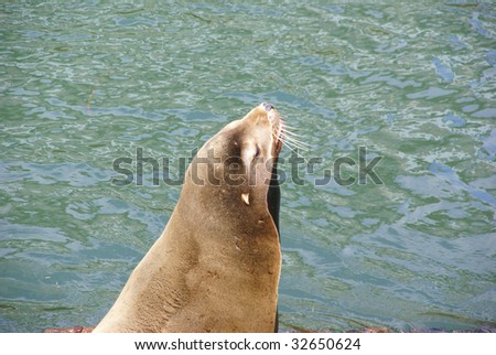 California Sea Lion, barking with open mouth,  [Zalophus californianus],  Newport, Oregon Coast